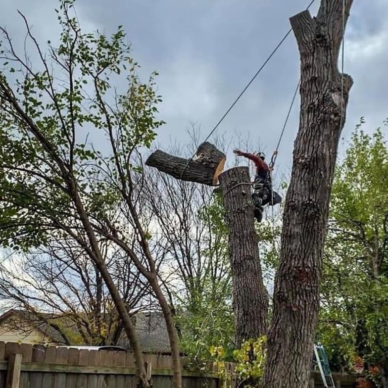 Manassas Tree Removal Service Spotlight: When and Why You Need It